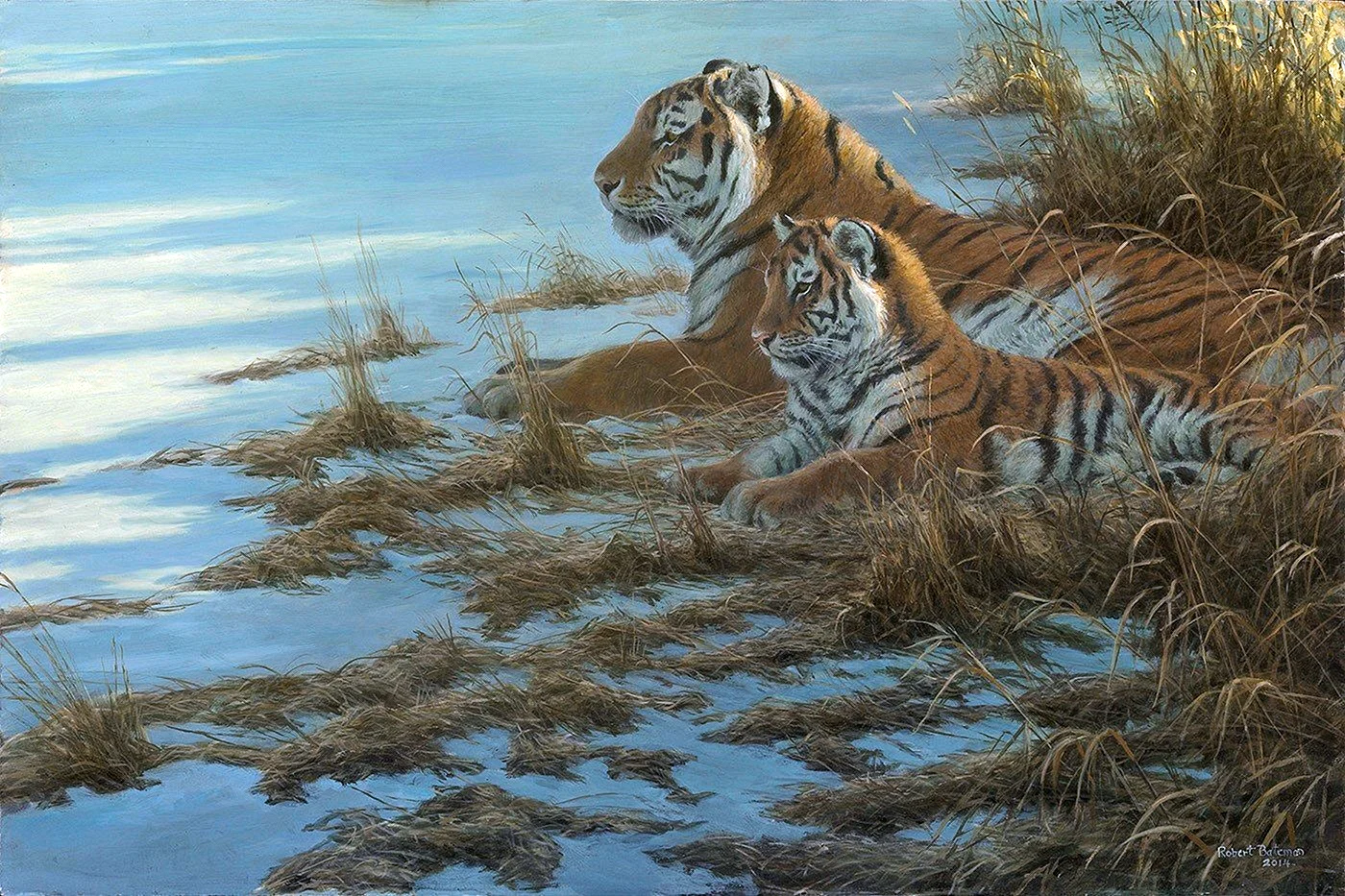 Robert Bateman тигры