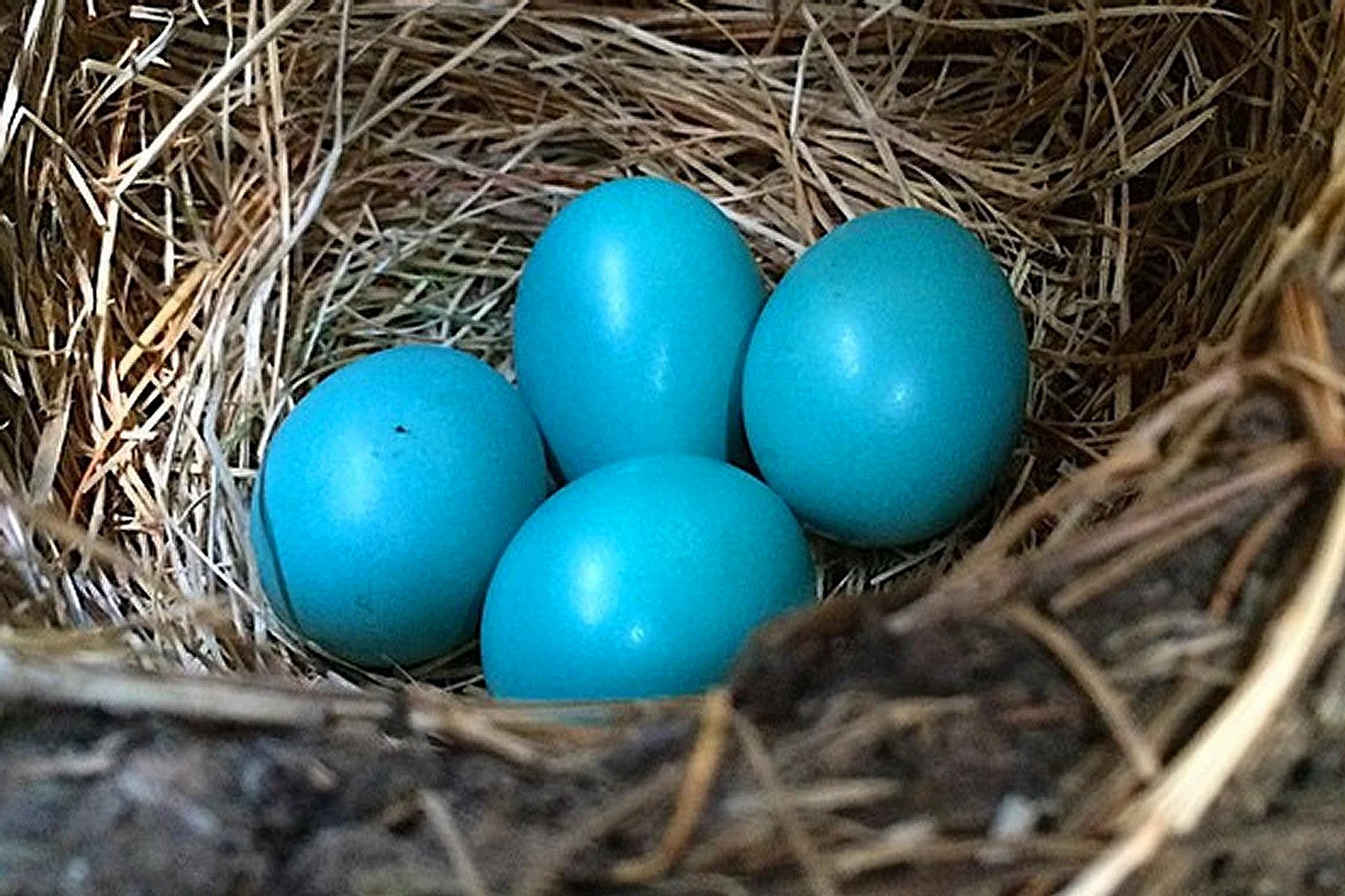Робин яйца