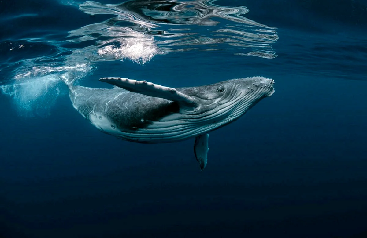 Род синий кит