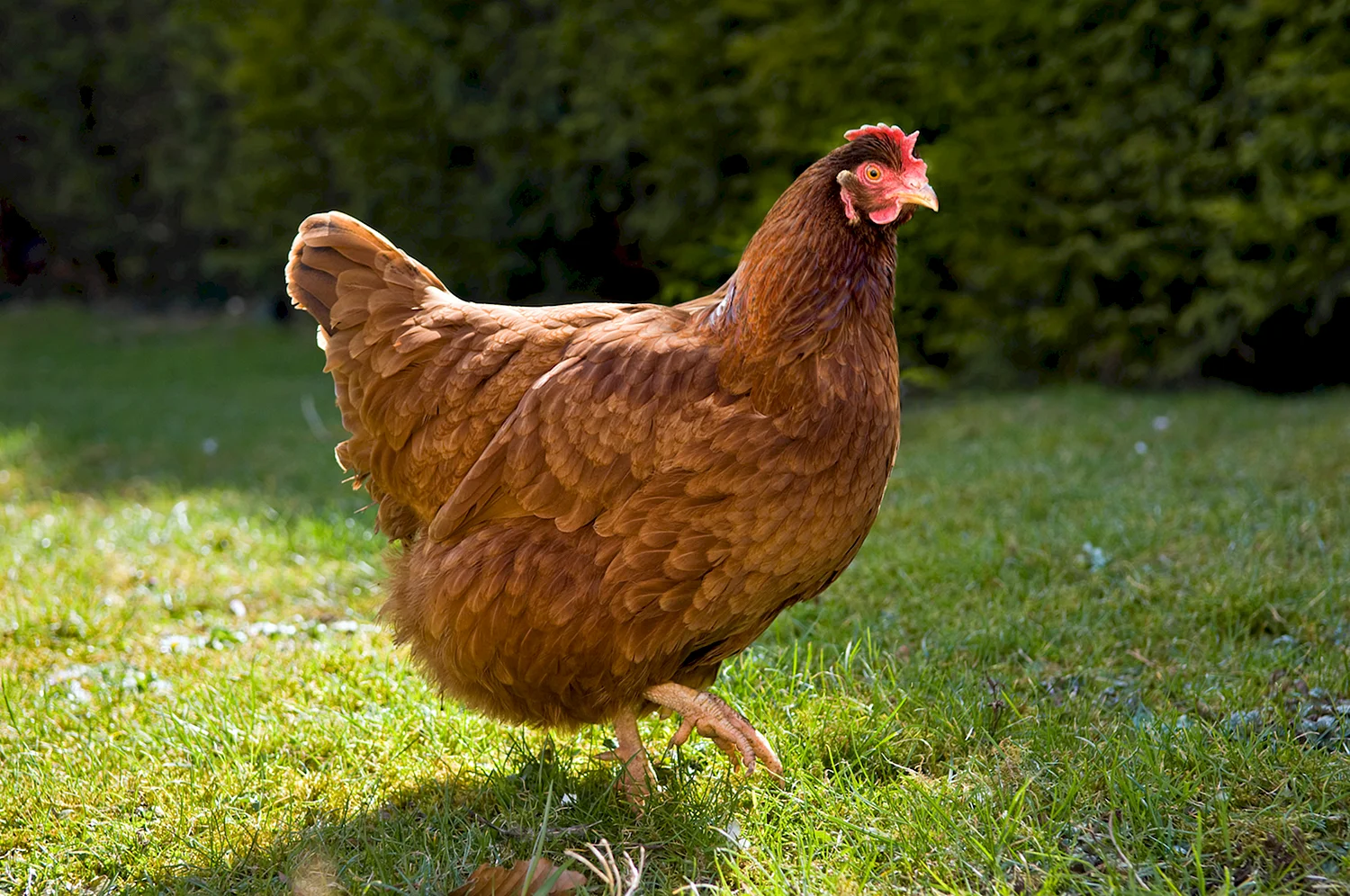 Род-Айленд порода кур