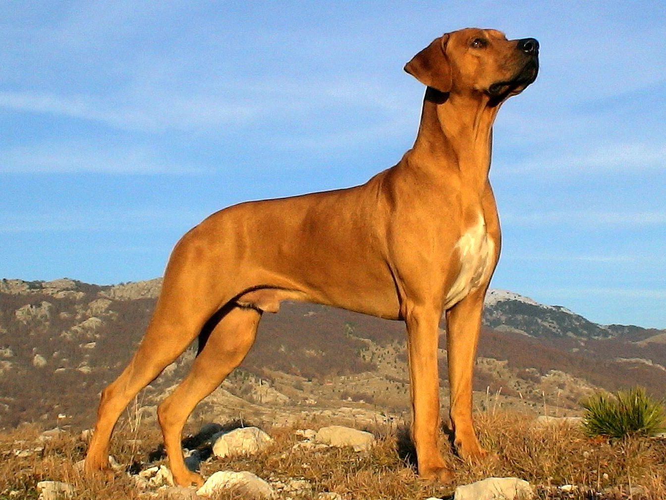 Риджбек собака Родезийский