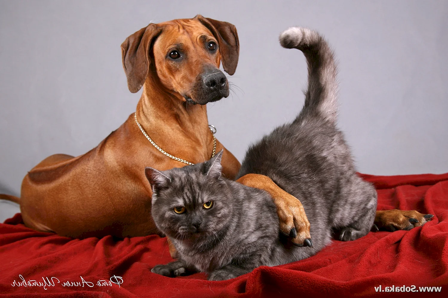 Родезийский риджбек и кошка