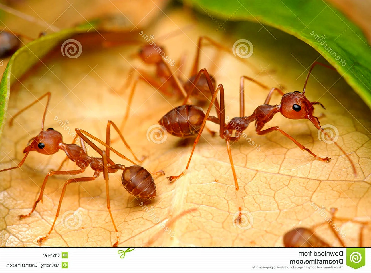 Родина фараоновых муравьев