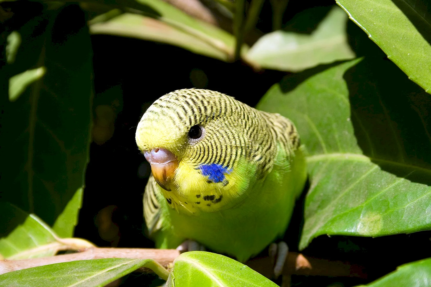 Родина волнистых попугайчиков