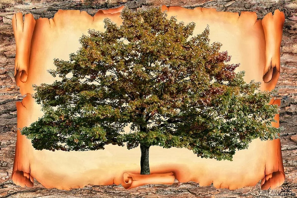 Родословное дерево Шежере