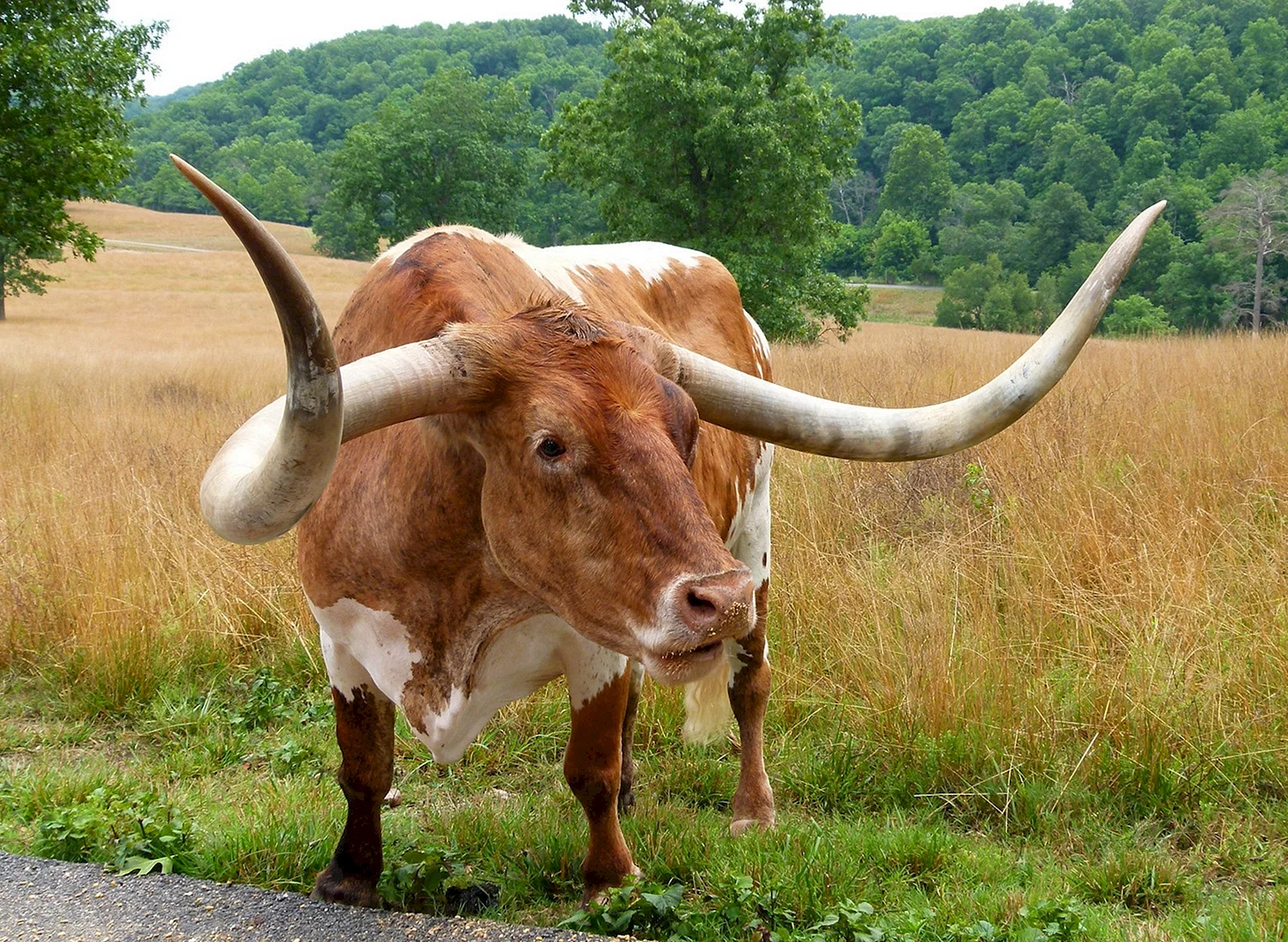 Рогатая корова