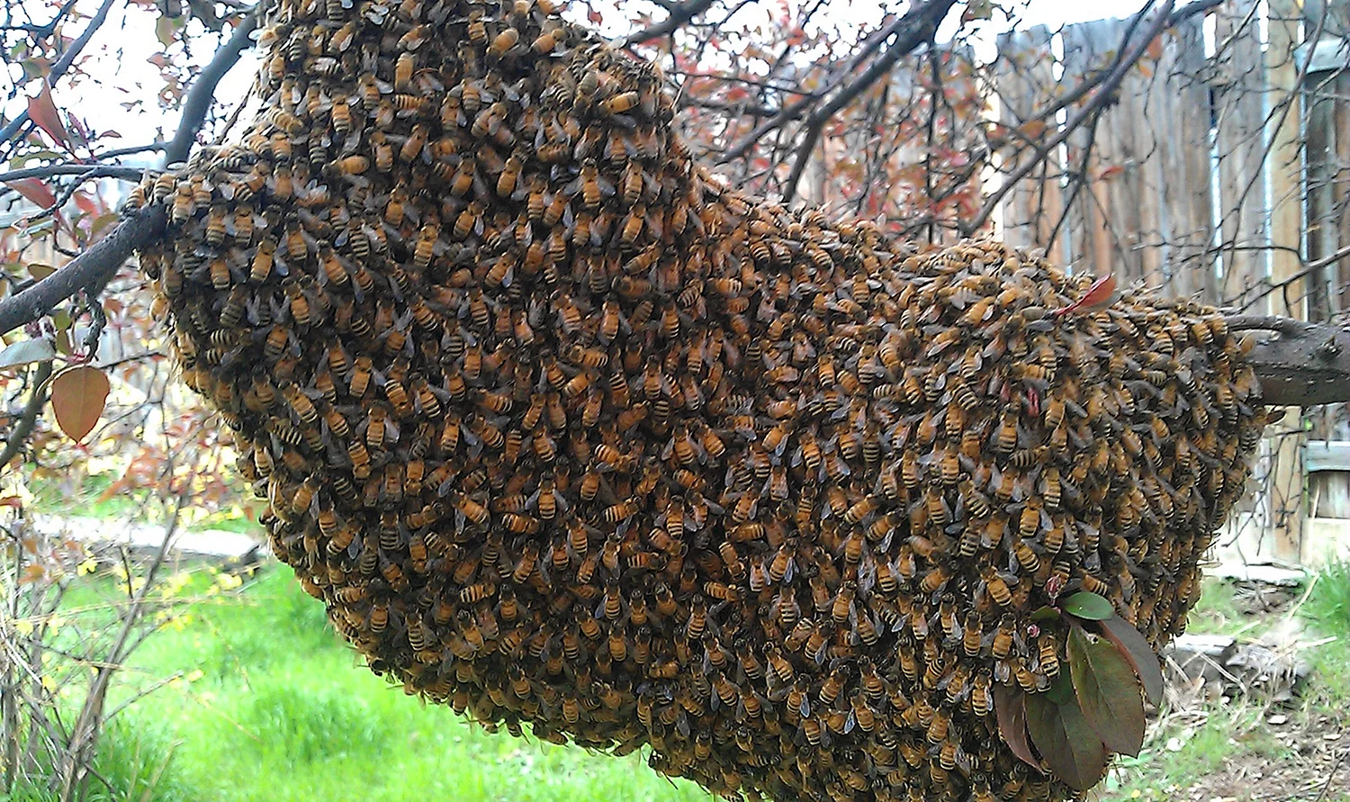 Рой диких пчел