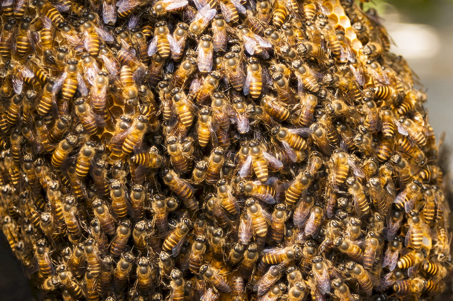 Рой пчелиный пасека
