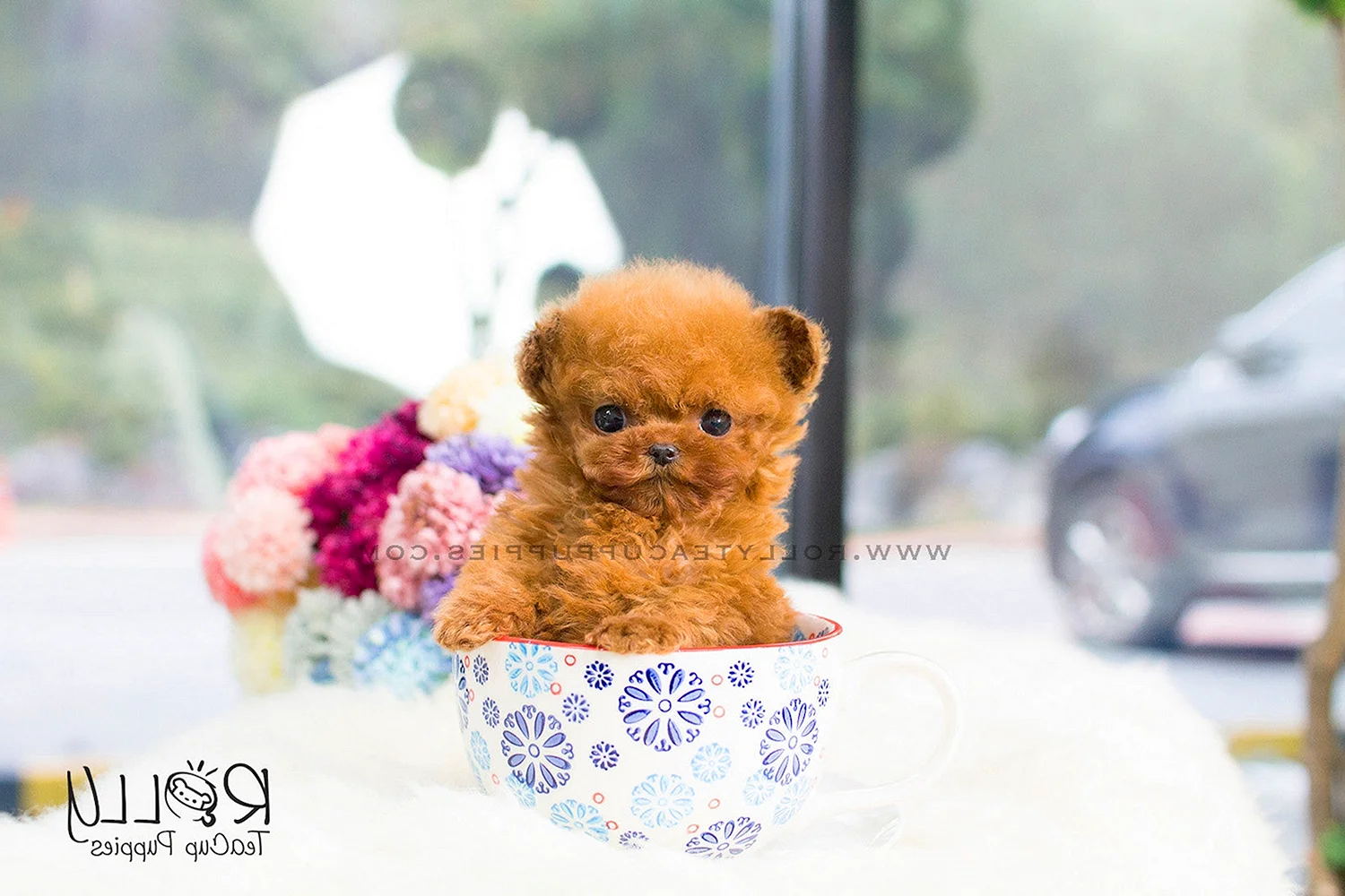 Rolly Teacup Puppies щенки