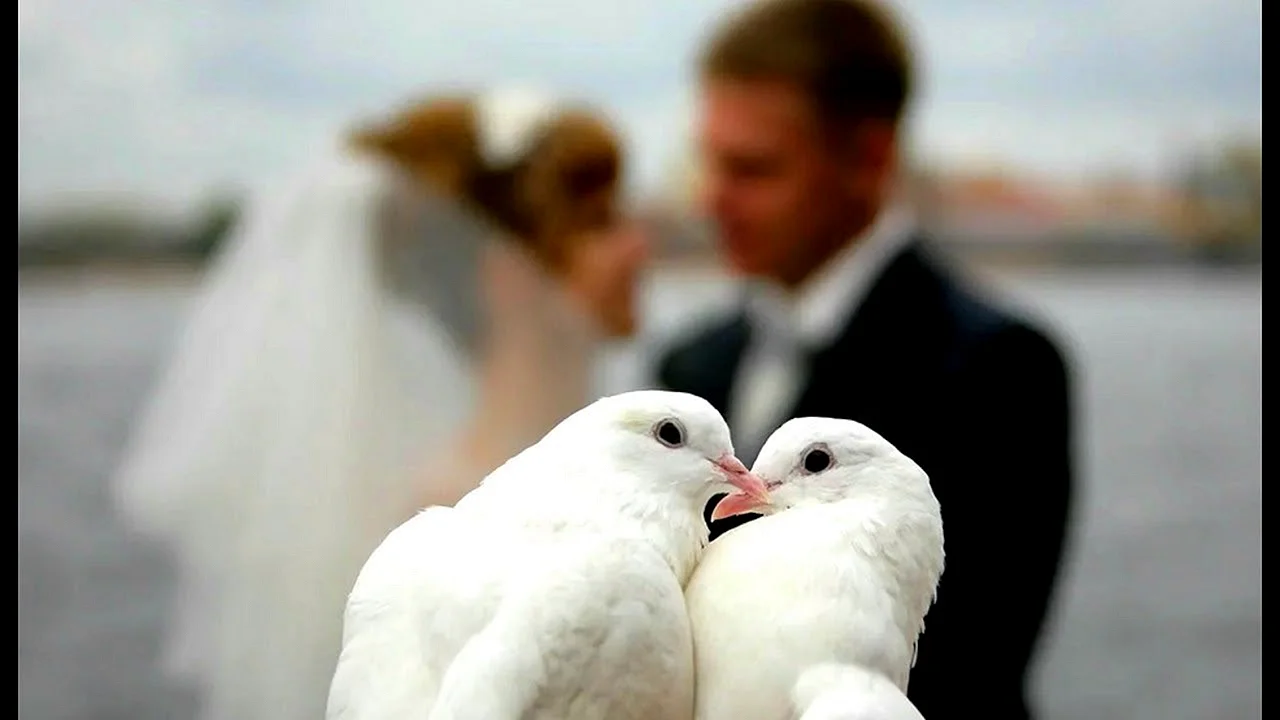 Романтические голуби