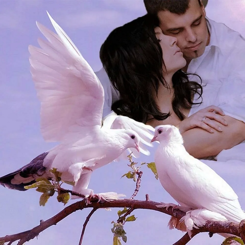 Романтичные птицы