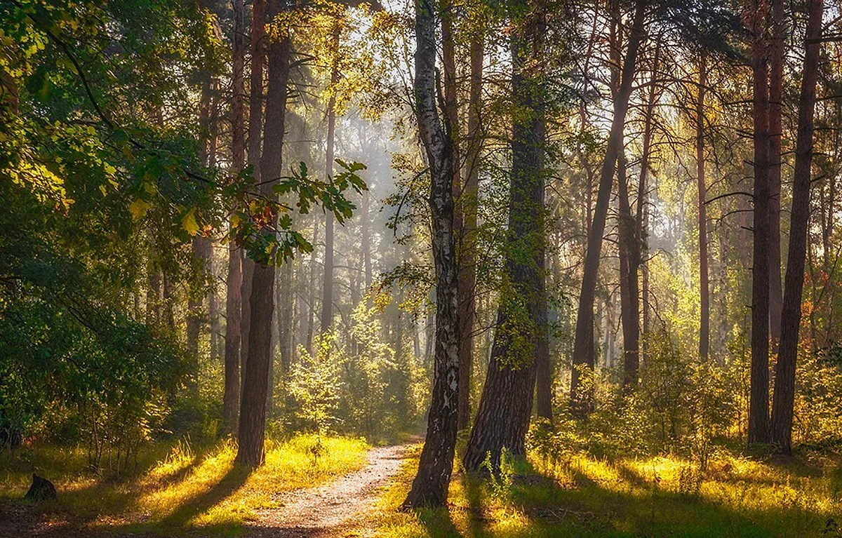 Ромашковский лес