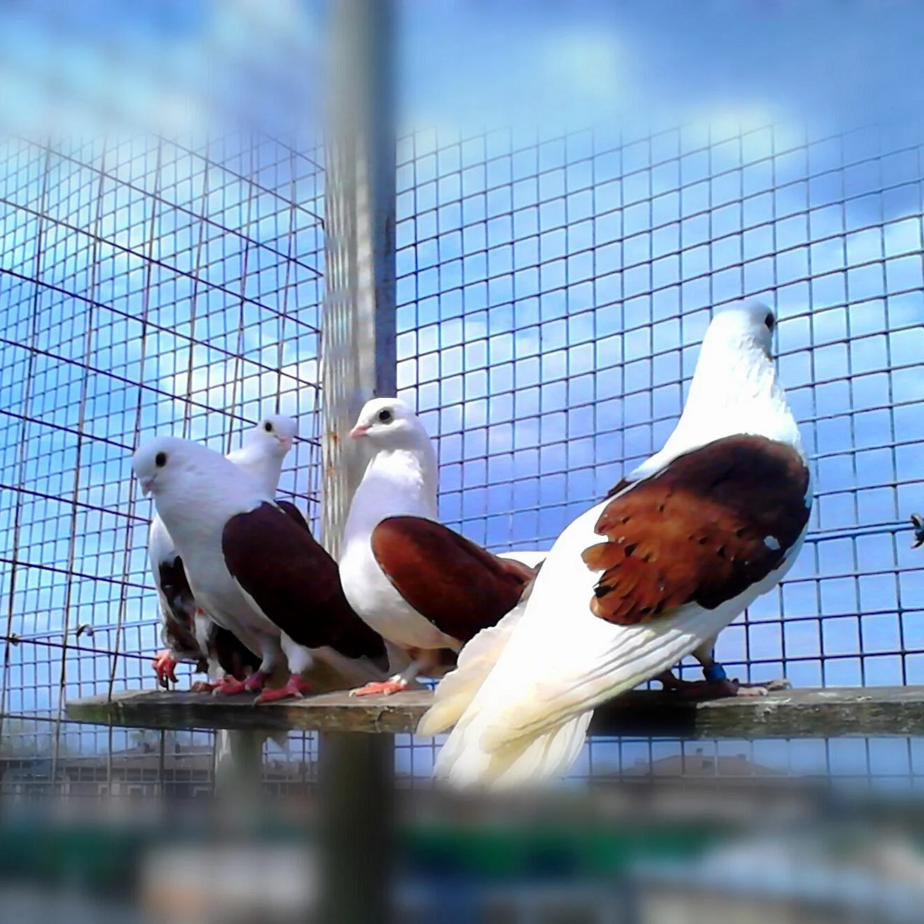 Ростовские чилики голуби
