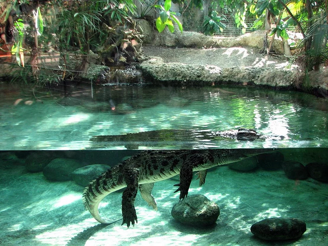 Ростовский зоопарк крокодил