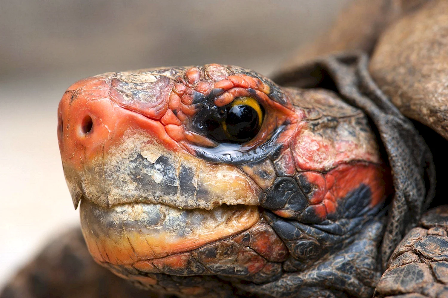 Рот черепахи открытый красноухой