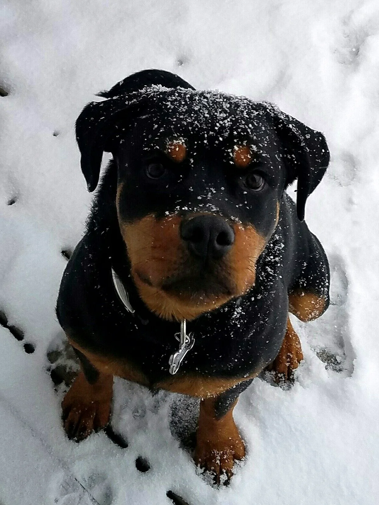 Ротвейлер щенок зима