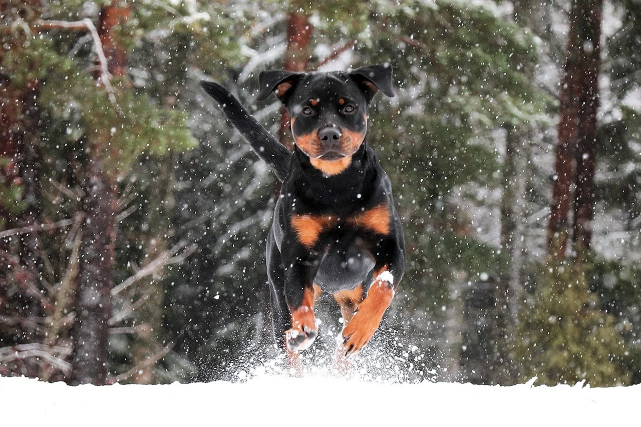 Ротвейлер собака зима