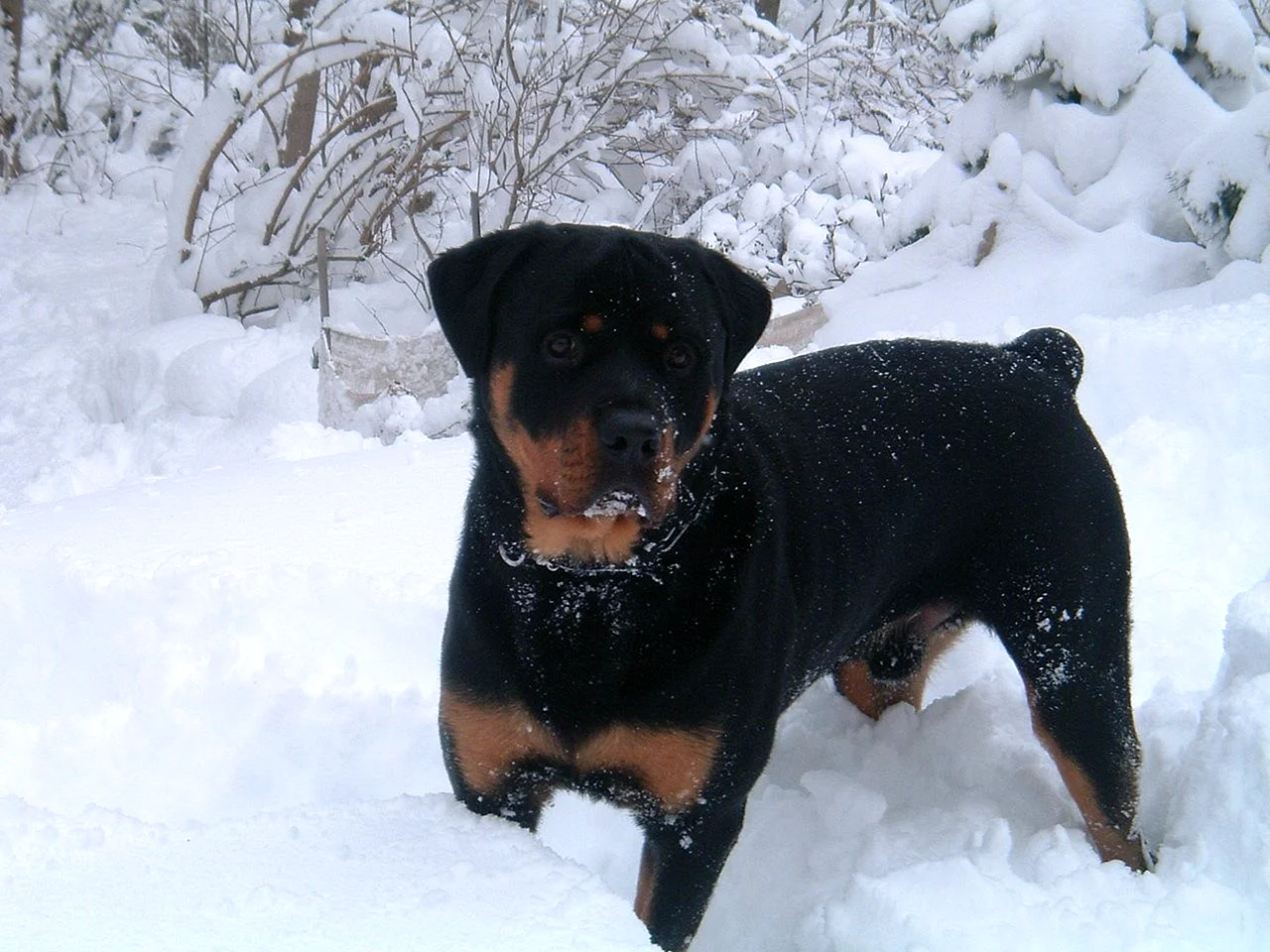 Ротвейлер в снегу