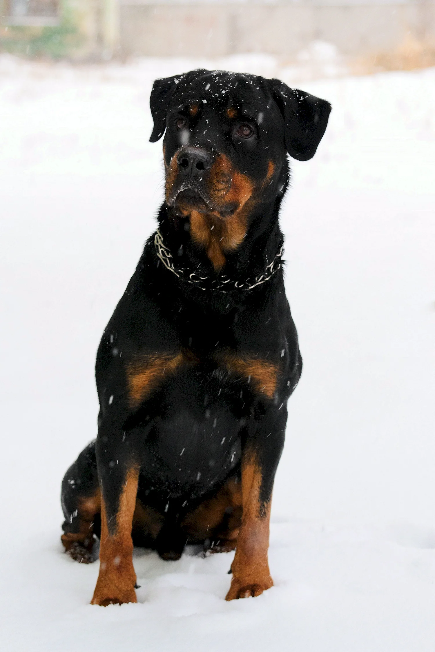 Ротвейлер в снегу