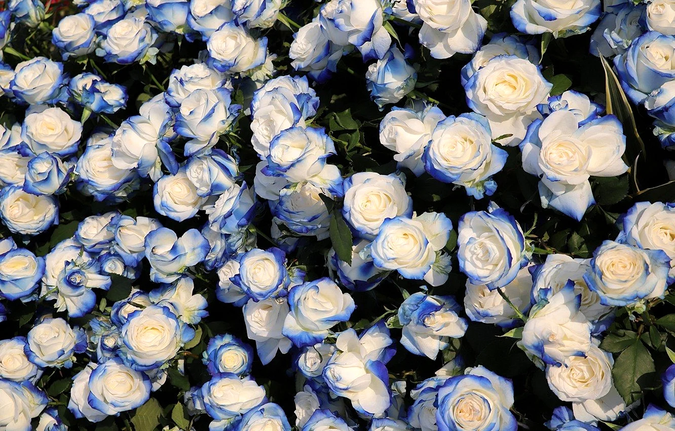Роза плетистая голубая