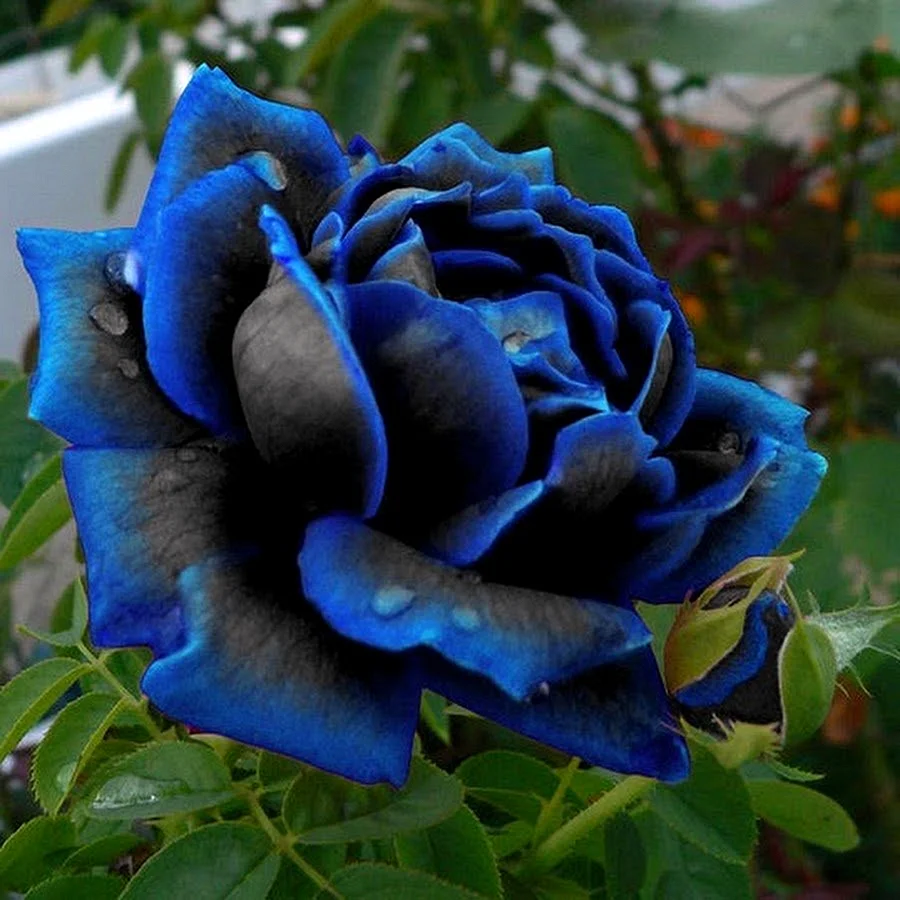 Роза плетистая синяя