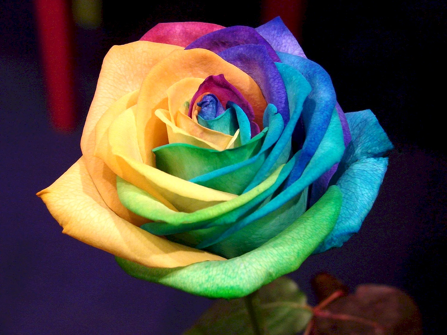 Роза разноцветная название