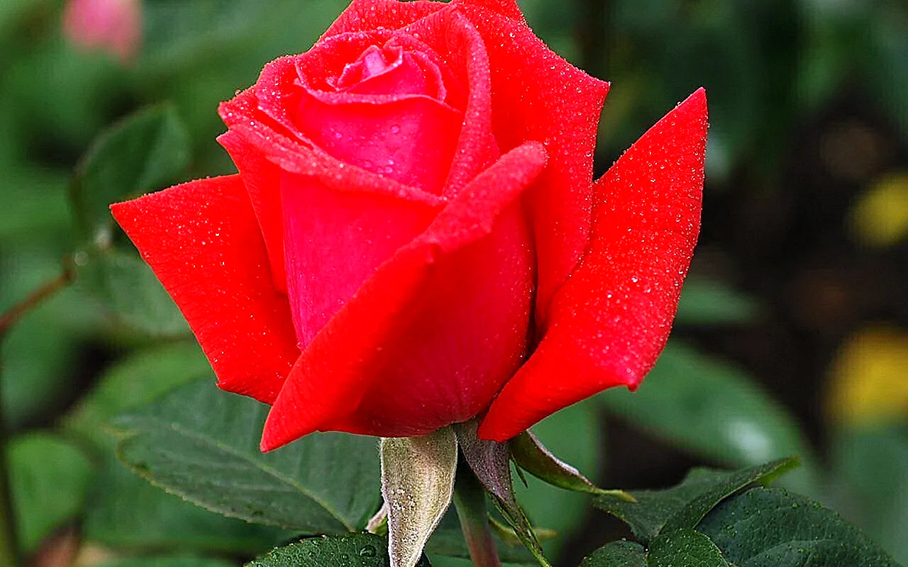 Роза роза чайно-гибридная Лидка