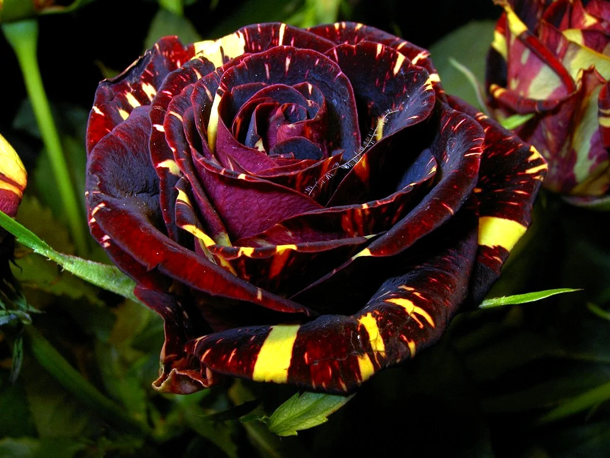 Роза тигровая Осирия