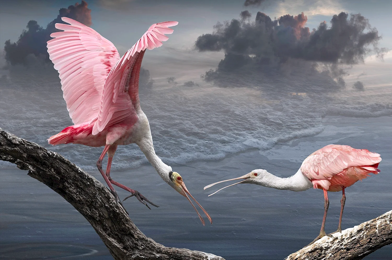 Розовая колпица и Фламинго