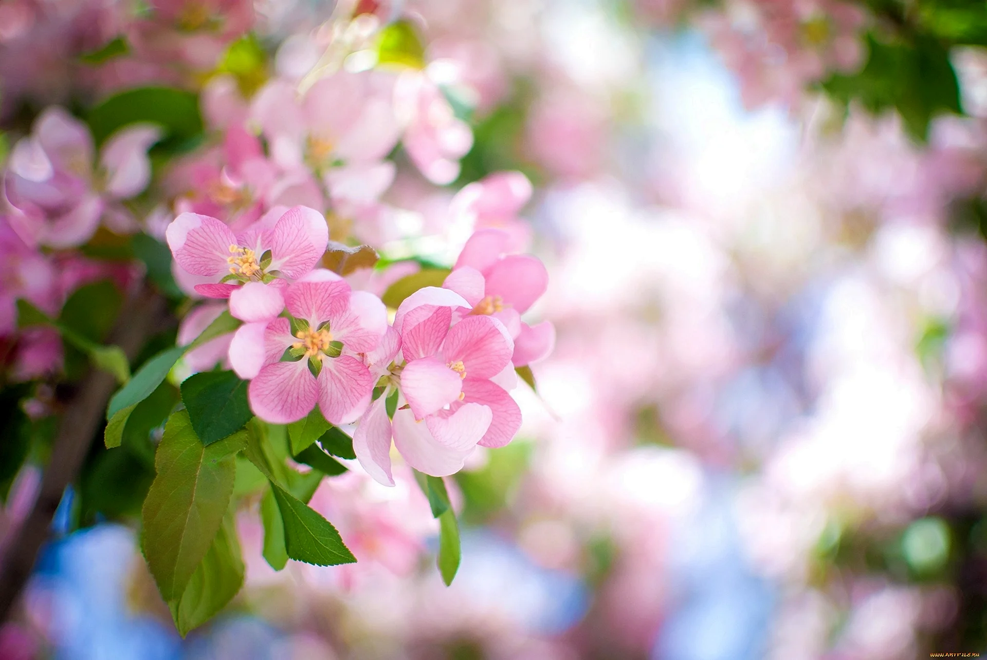 Розоватые цветочками яблони