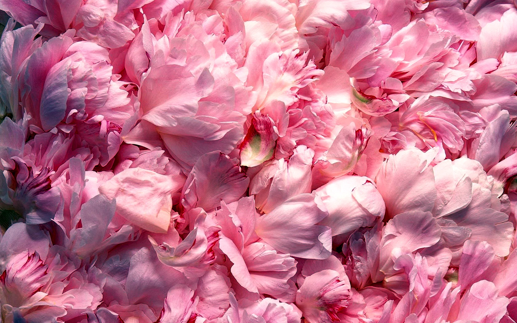 Розовые лепестки