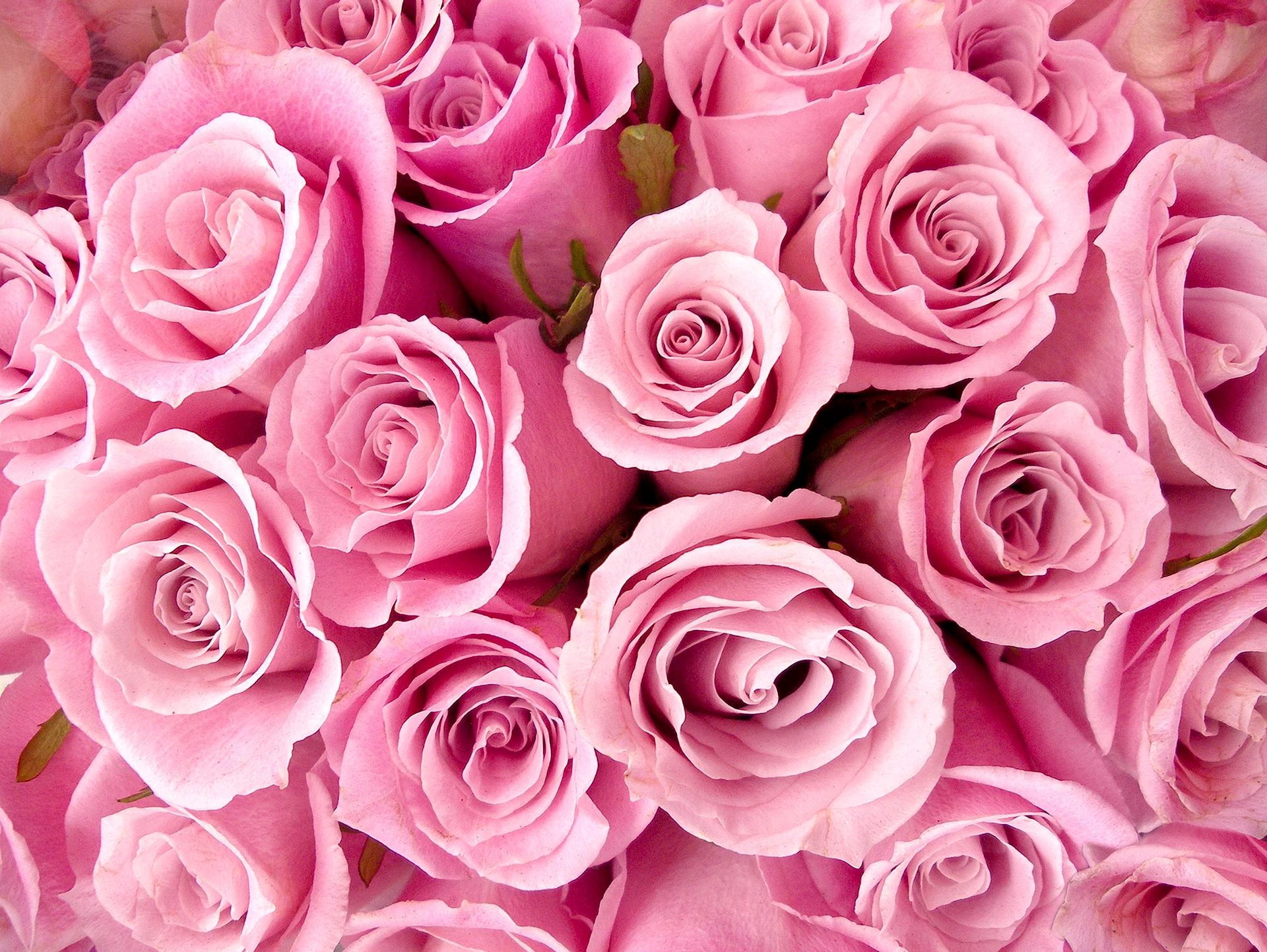 Розовые розы с днем рождения картинки