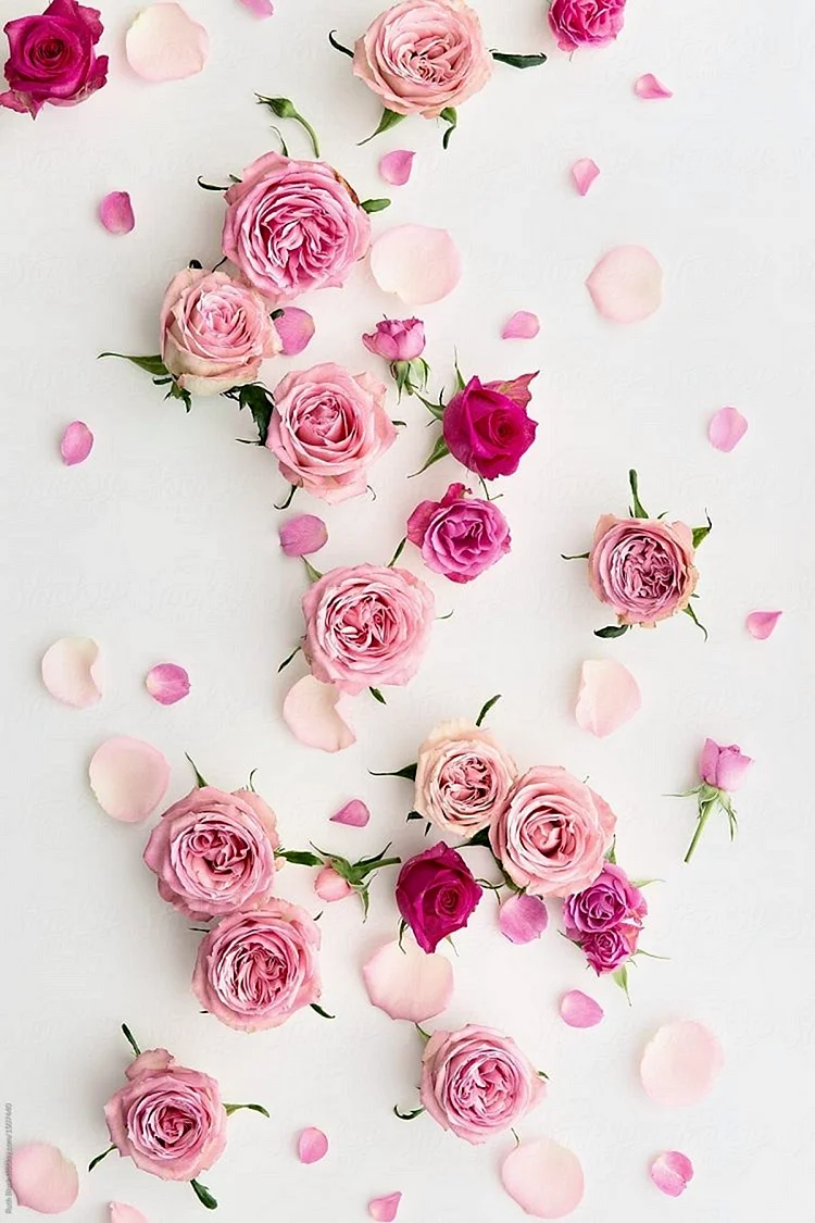 Розовые цветы вертикальные