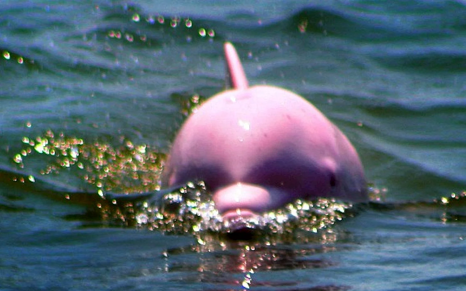 Розовый Дельфин альбинос