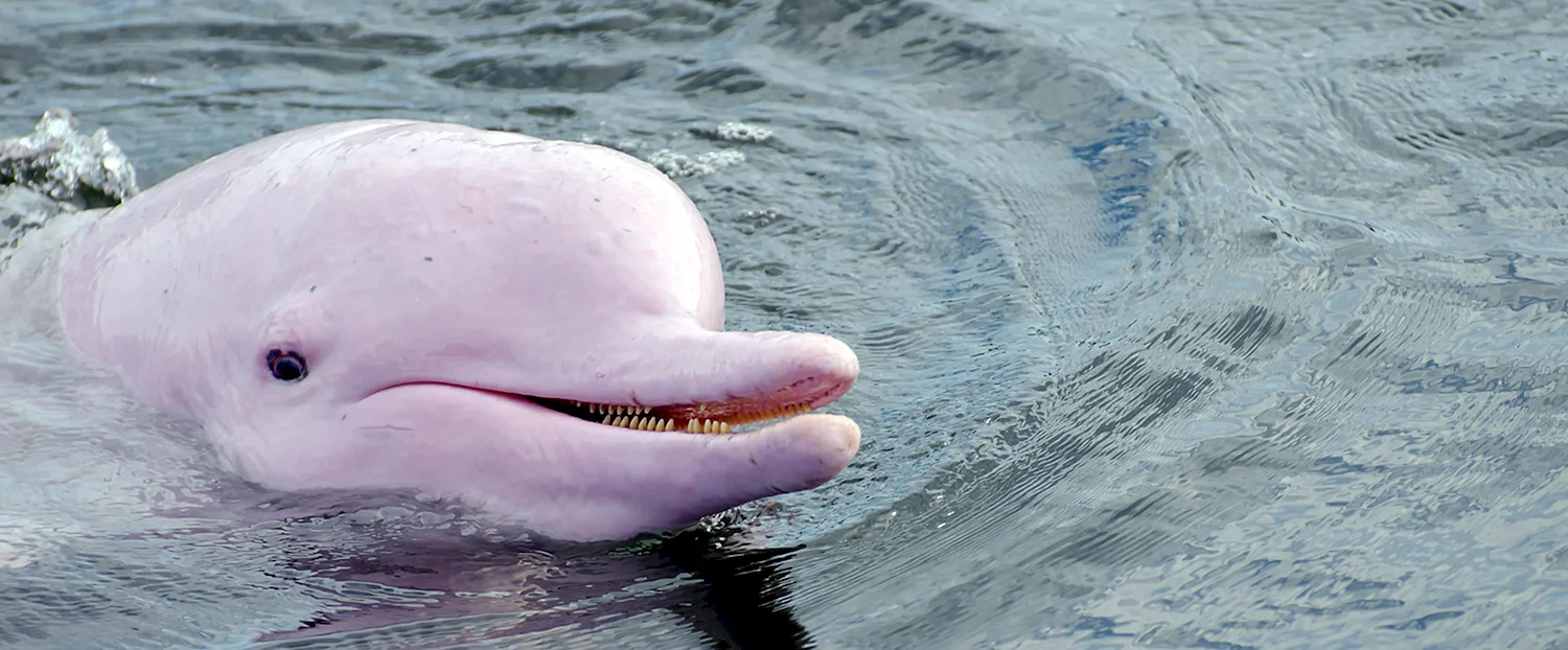 Розовый Дельфин альбинос