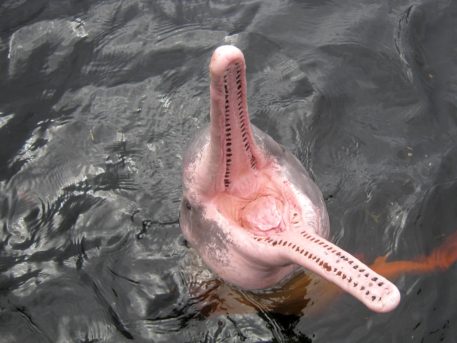 Розовый Дельфин амазонки