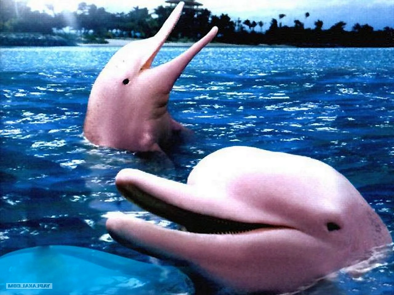 Розовый Дельфин амазонки