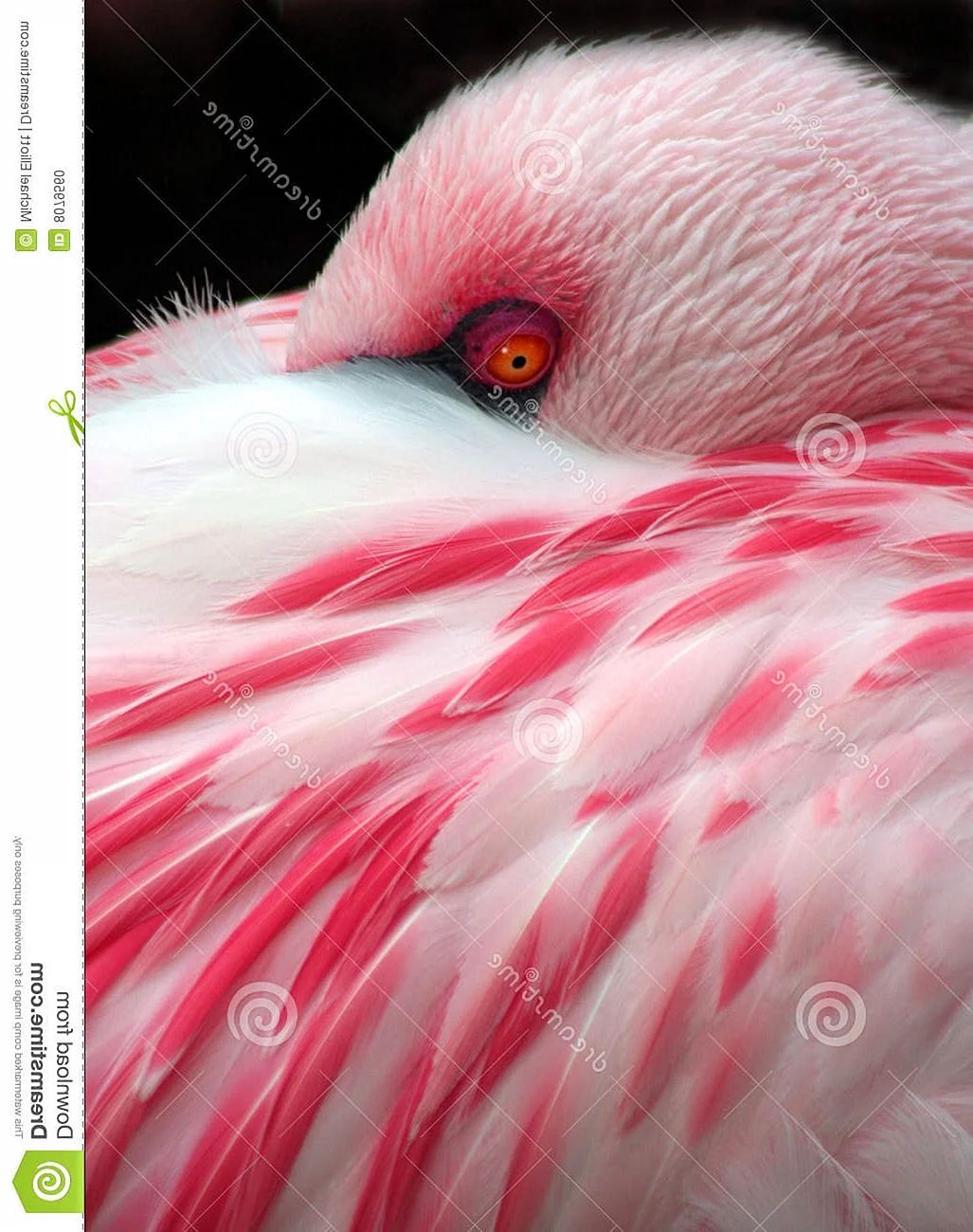 Розовый Фламинго