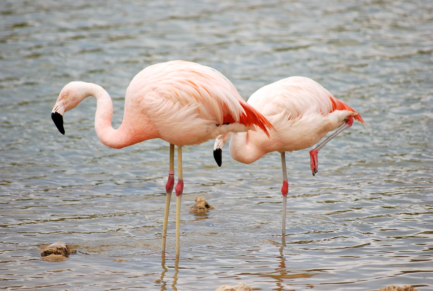 Розовый Фламинго Астраханский заповедник