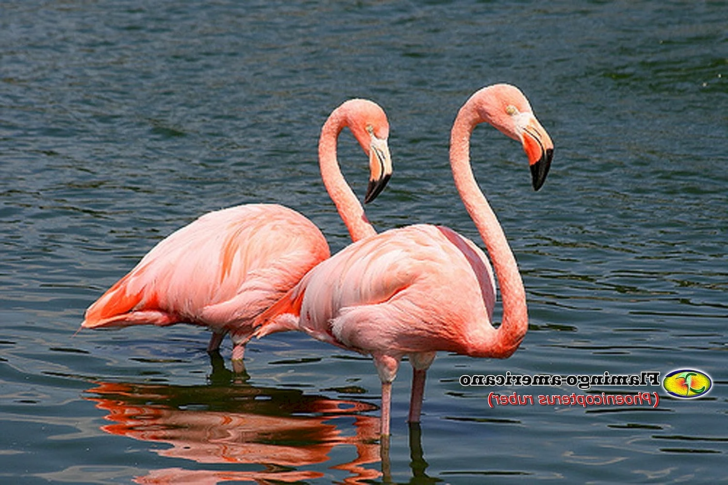 Розовый Фламинго красная книга