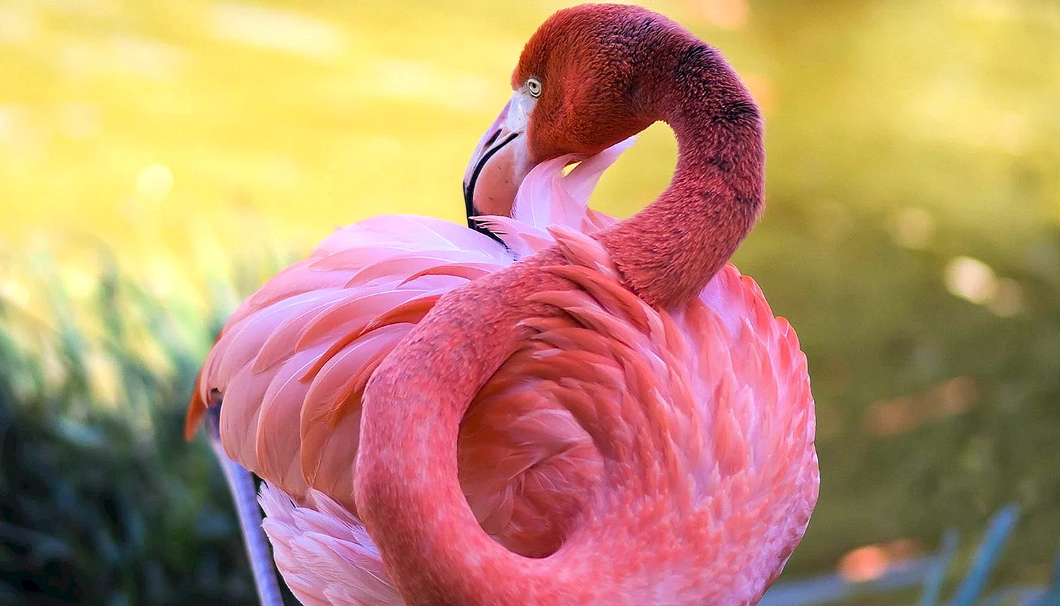 Розовый Фламинго птица