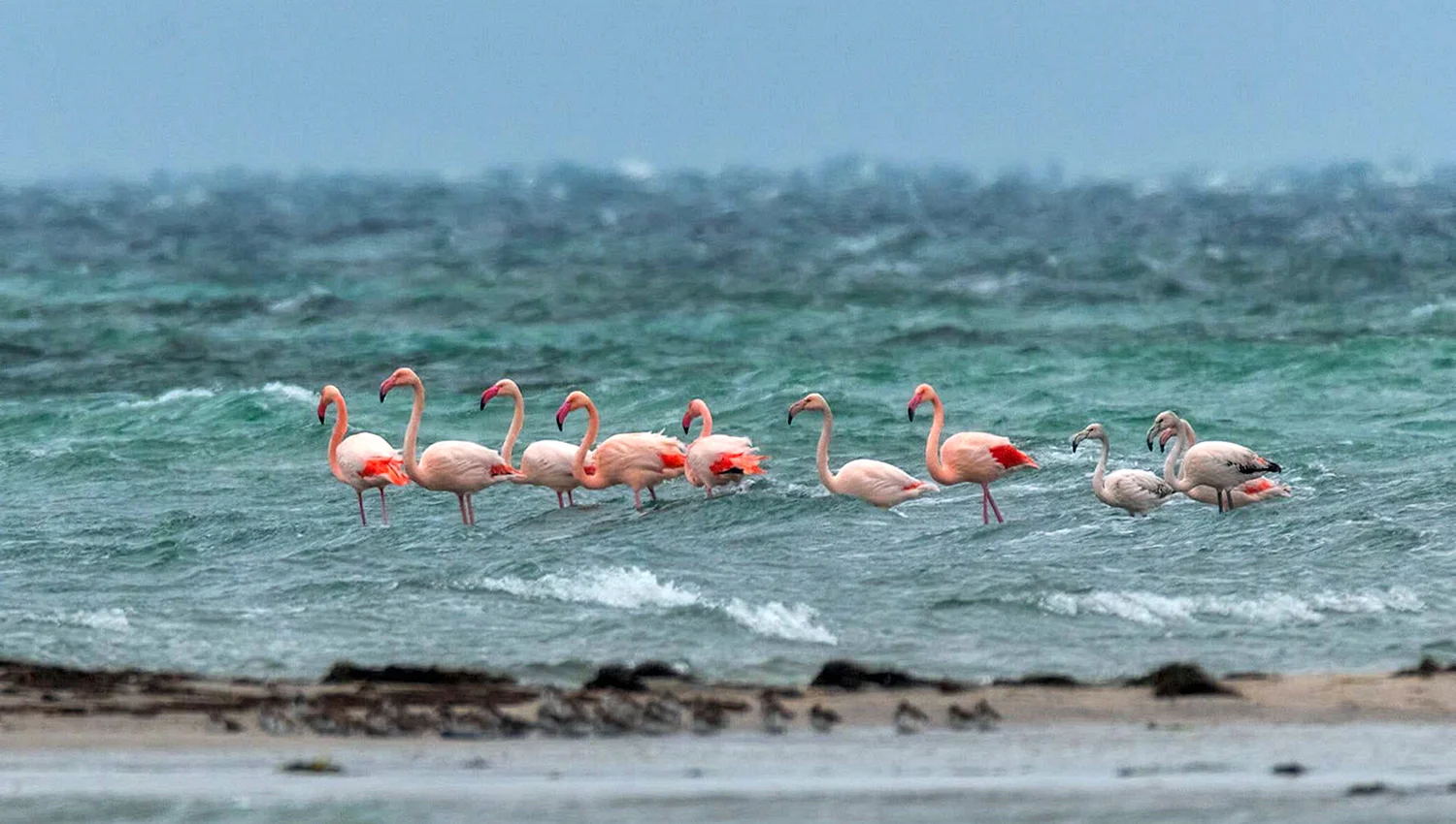 Розовый Фламинго в Крыму