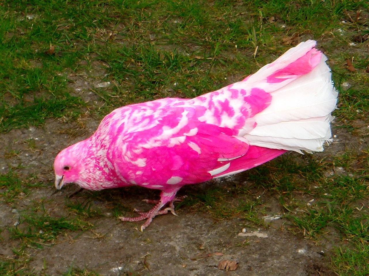 Розовый голубь (nesoenas Mayeri)