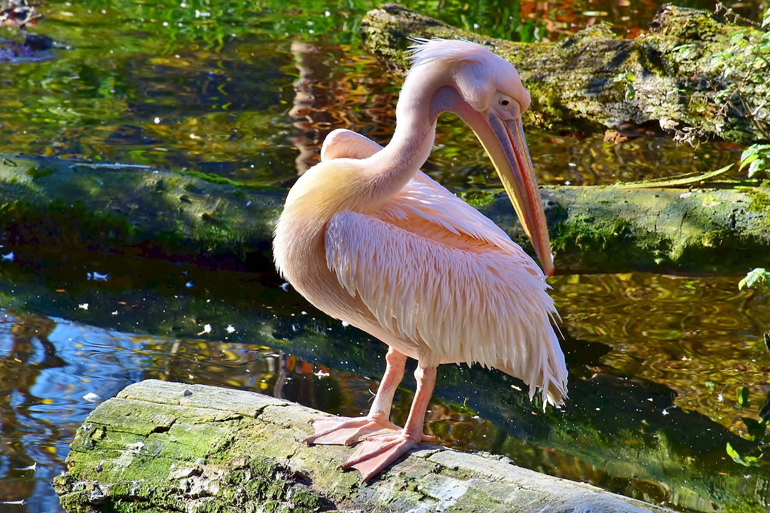 Розовый Пеликан