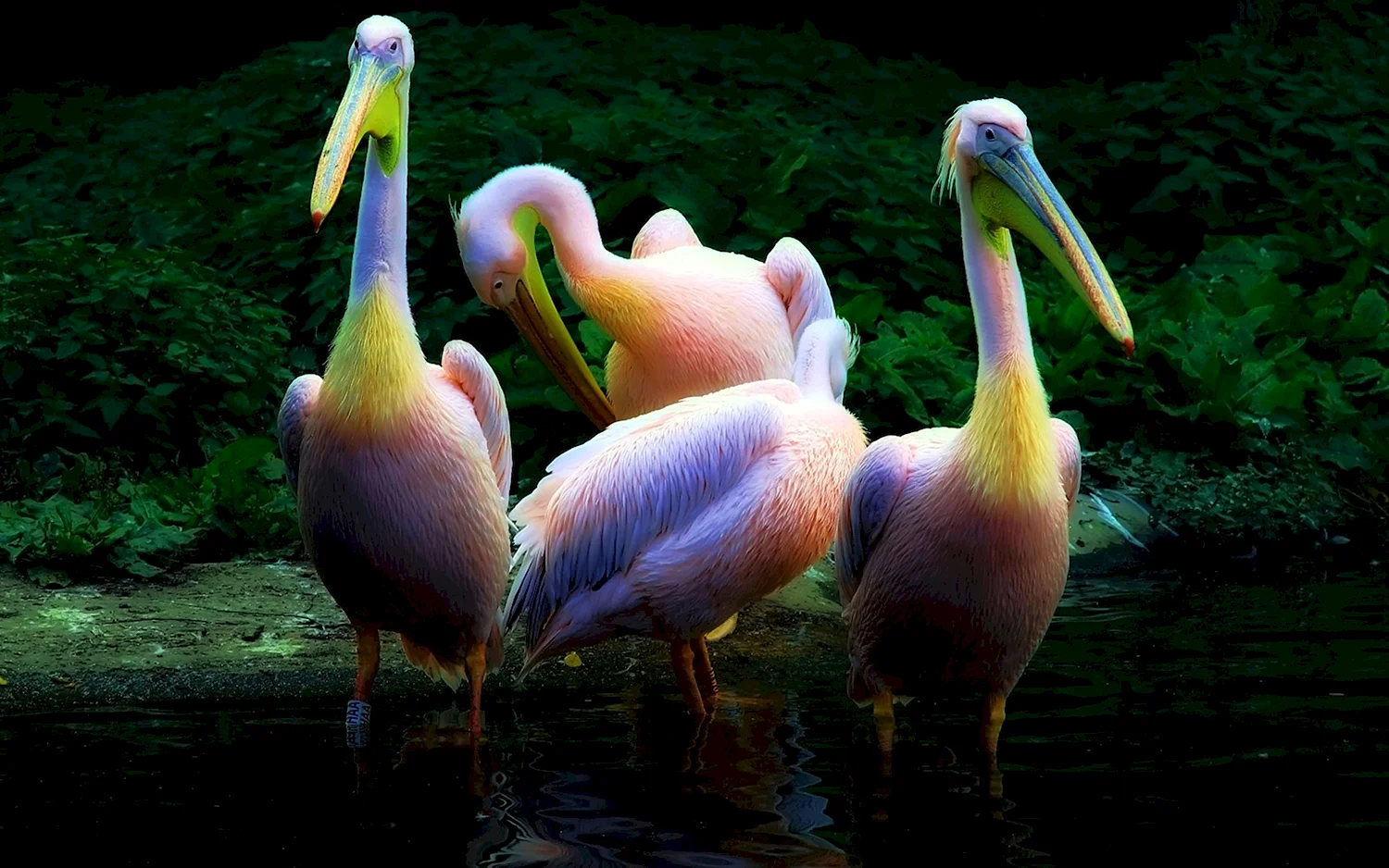 Розовый Пеликан
