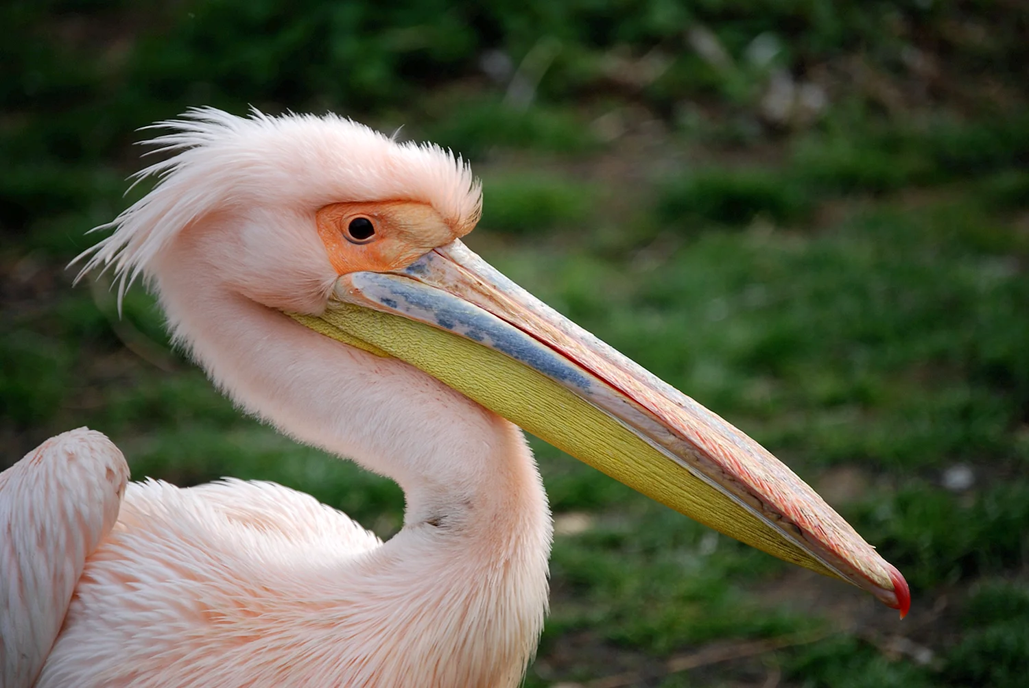 Розовый Пеликан птица