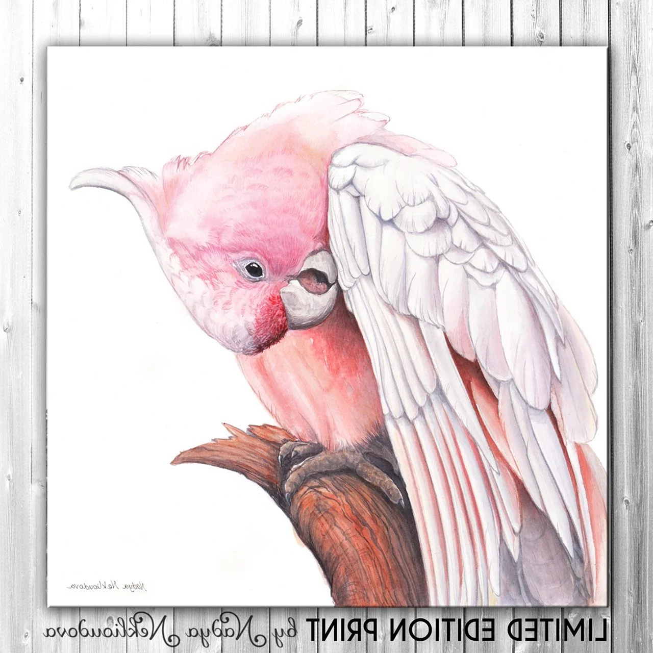 Розовый попугай акварелью