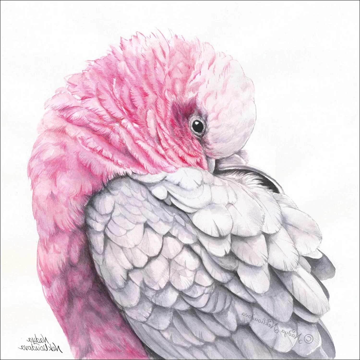 Розовый попугай картина