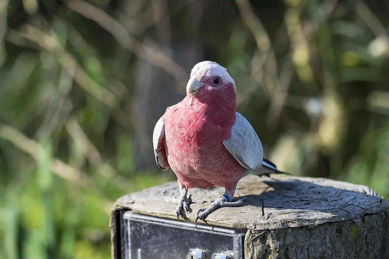 Розовый попугай маленький
