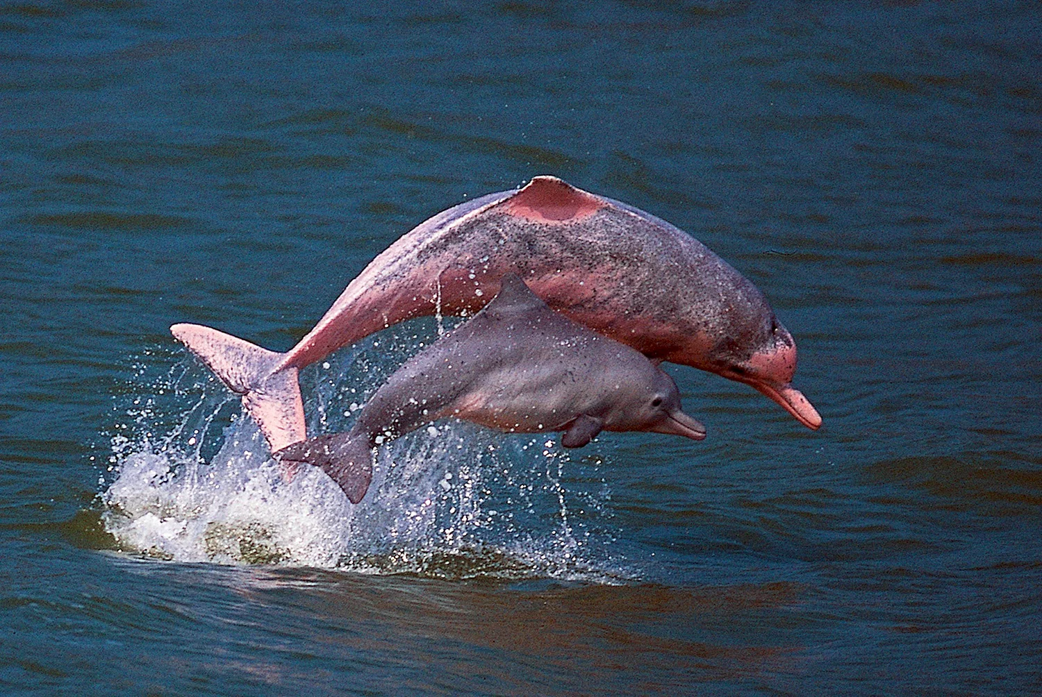 Розовыми амазонскими речными дельфинами
